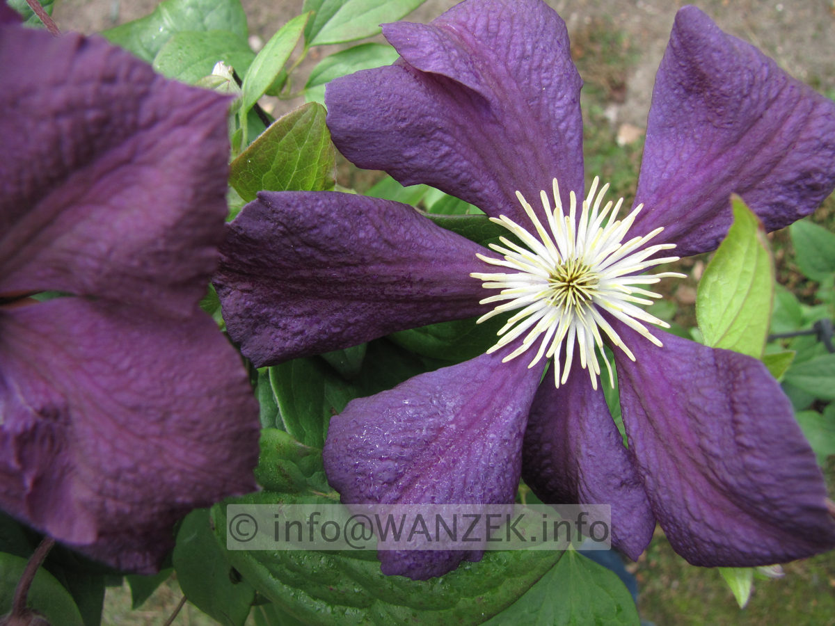 Clematis viticella Blue Belle 02.JPG